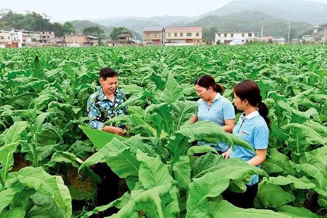 闽西脱贫背后 烟草都做了什么 第2张